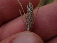 Carex buchananii