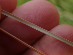Carex buchananii