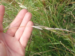 Carex buchananii