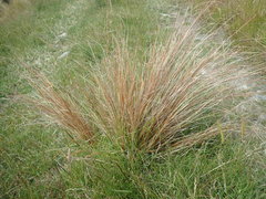 Carex buchananii