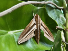 Theretra oldenlandiae