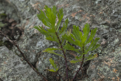 Artemisia japonica