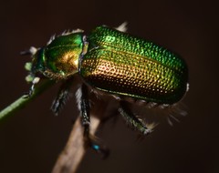 Diphucephala colaspidoides
