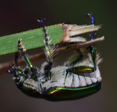Diphucephala colaspidoides