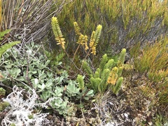 Veronica canterburiensis