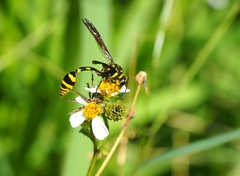 Phimenes flavopictus formosanus