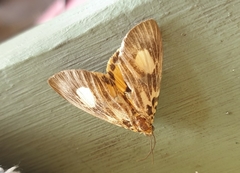 Asota plagiata