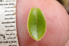 Veronica canterburiensis