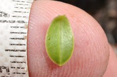 Veronica canterburiensis