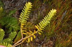 Veronica canterburiensis