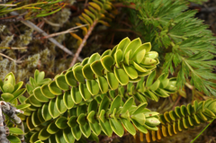 Veronica canterburiensis