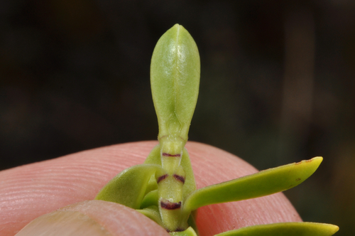 Image of Veronica canterburiensis by (c) Pieter Pelser, some rights reserved (CC BY)