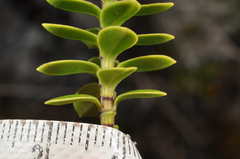 Veronica canterburiensis