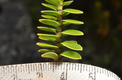 Veronica canterburiensis