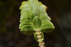 Veronica canterburiensis