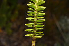 Veronica canterburiensis