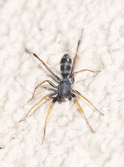 Nyssus