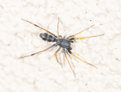 Nyssus