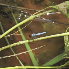 Brachydiplax duivenbodei