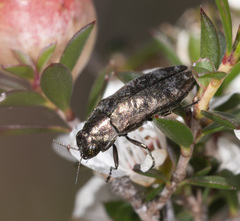 Diphucrania acuducta
