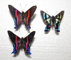Ancyluris jurgensenii jurgensenii