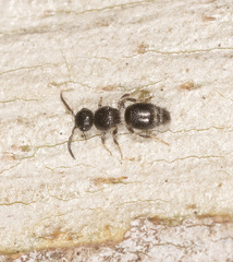 Ephutomorpha cordatiformis