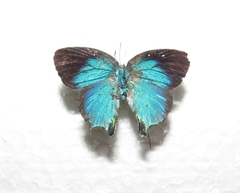 Arcas imperialis