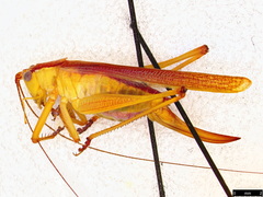Conocephalomima barameda