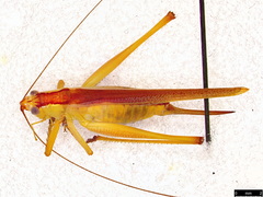 Conocephalomima barameda