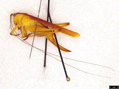 Conocephalomima barameda