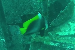 Heniochus singularius