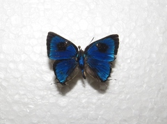 Parrhasius polibetes