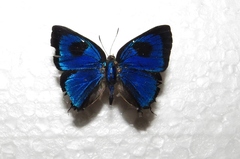 Parrhasius polibetes