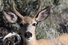 Odocoileus hemionus inyoensis