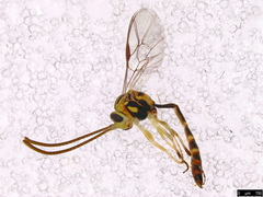 Brachycyrtus