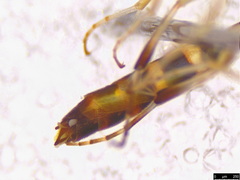 Brachycyrtus