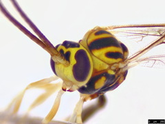 Brachycyrtus