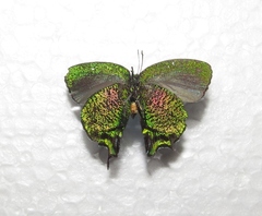 Arcas imperialis