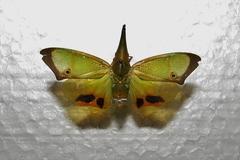 Odontoptera carrenoi