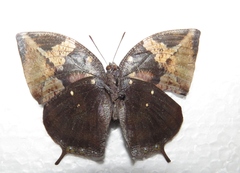 Memphis aureola