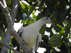 Torresian Imperial-Pigeon photo 4
