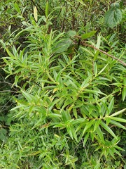 Veronica phormiiphila