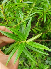 Veronica phormiiphila