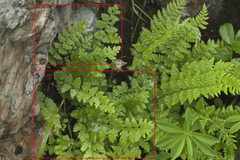 Woodsia subcordata