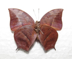 Memphis moruus