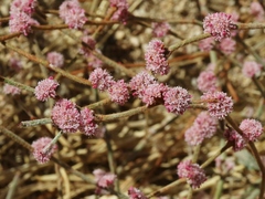 Eriogonum roseum