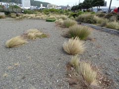 Austrostipa stipoides
