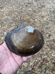 Utterbackiana suborbiculata