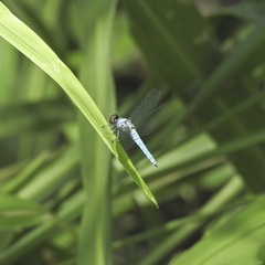 Brachydiplax duivenbodei