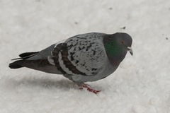 Columba livia domestica